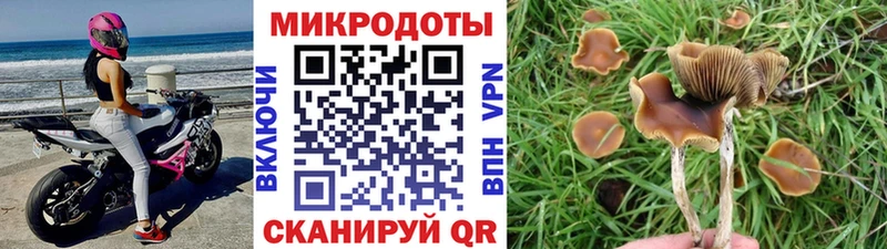 маркетплейс клад  Электрогорск  Галлюциногенные грибы Cubensis 