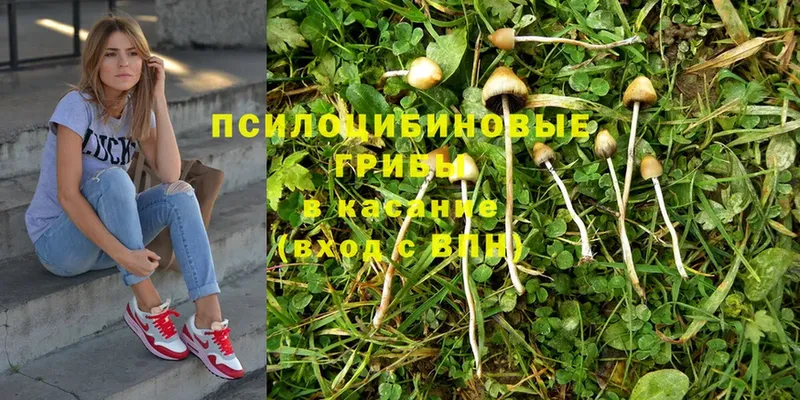 закладки  Электрогорск  Псилоцибиновые грибы MAGIC MUSHROOMS 